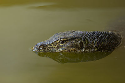 Crocodile swimming in lake