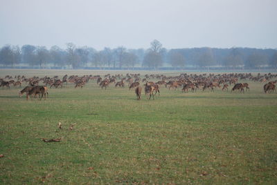 Horses on field against trees