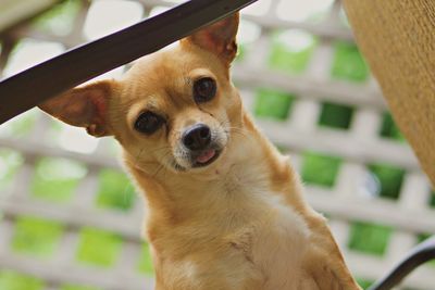 Portrait of chihuahua