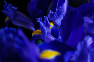 Close-up of purple flowering plant