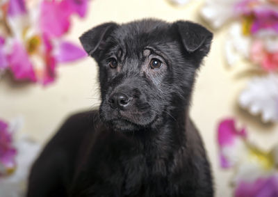 Close-up portrait of dog