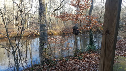 Full frame shot of bare trees in water