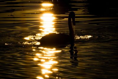 Silhouette swimming in lake at sunset