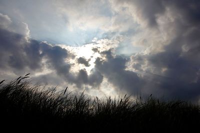 Low angle view of silhouette plants against sky