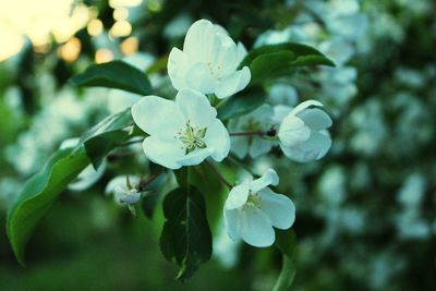 Close-up of flowering plant