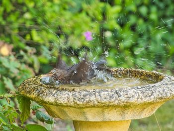 Close-up of lizard on plant