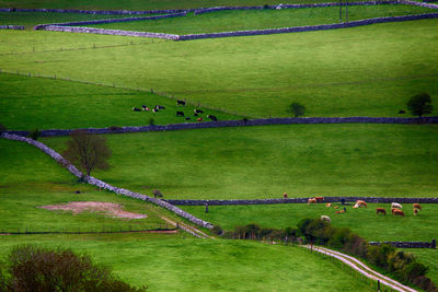 High angle view of green landscape