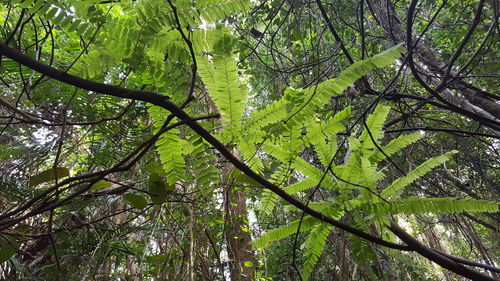 Low angle view of tree