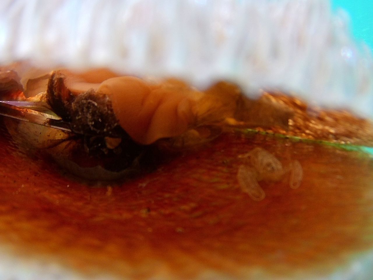 EXTREME CLOSE-UP OF INSECT