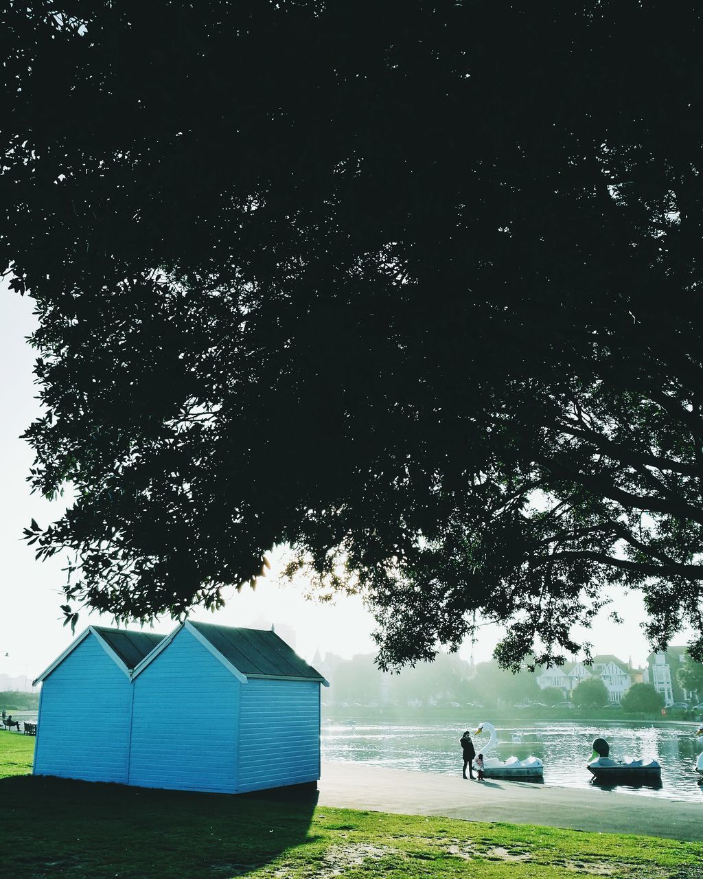 TREES ON BEACH