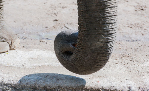 Cropped image of elephant trunk