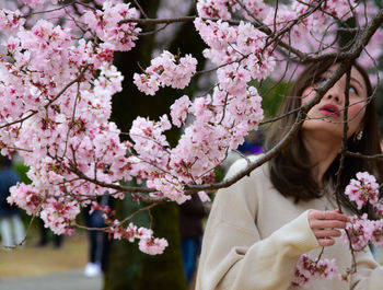 Low angle view of pink cherry blossom tree