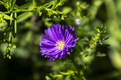 flowering plant