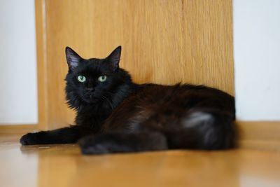 Close-up portrait of black cat at home