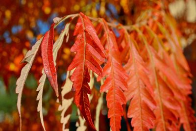 Close-up of red maple leaves during autumn