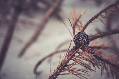 Close-up of dried plant against blurred background