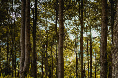 Low angle view of bamboo trees in forest