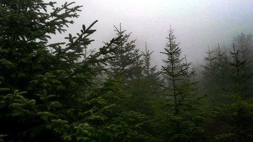 Low angle view of pine trees in forest against sky