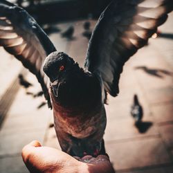 Close-up of hand holding bird