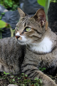 Close-up of a cat looking away