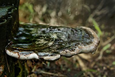 Close-up of turtle