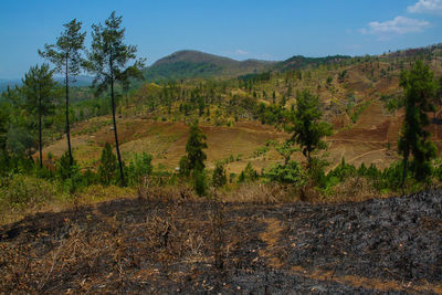 Scenic view of forest against sky