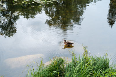 High angle view of duck swimming in lake