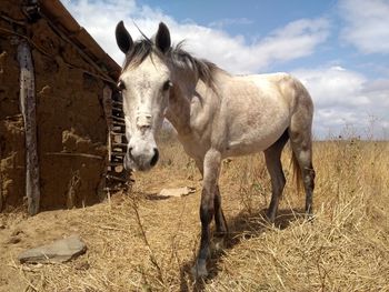 Cavalo, selvagem, agricultura, alazão