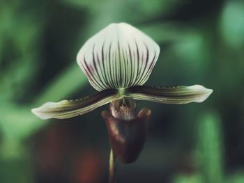 Close-up of orchid flower bud