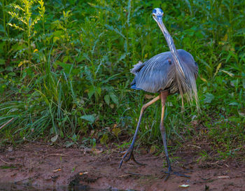High angle view of a bird on field