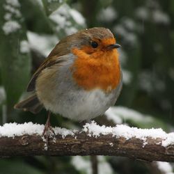 Close-up of bird perching on snow