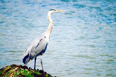 High angle view of gray heron perching on water