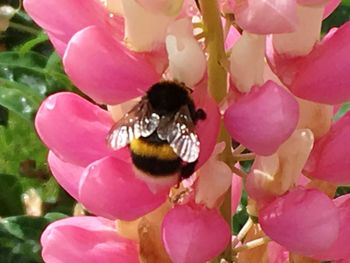 Close-up of pink flowers