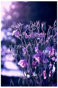 Close-up of purple flowers