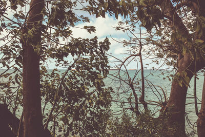 Trees growing in forest against sky