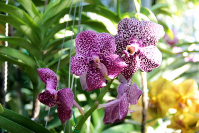 Close-up of purple flowering plant