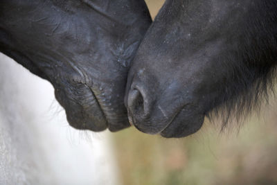 Close-up of horse