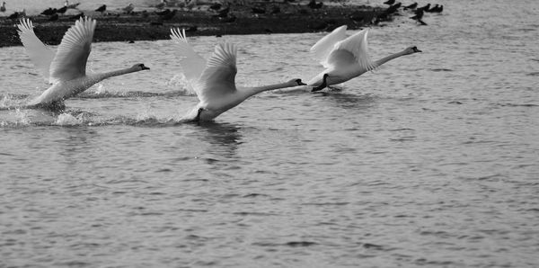 Mute swans flying over lake