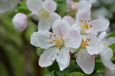 Close-up of pink flowers