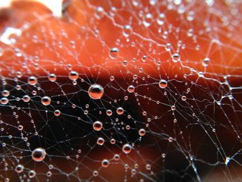 Close-up of spider on web