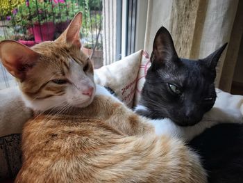 Portrait of cats relaxing at home