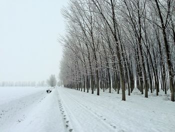 Snow covered trees against sky