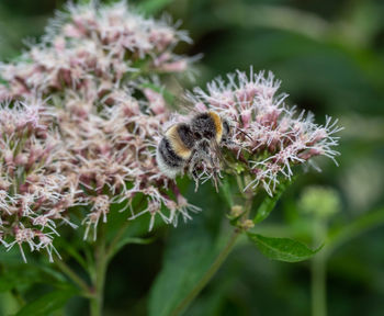 Close-up of bee on flower