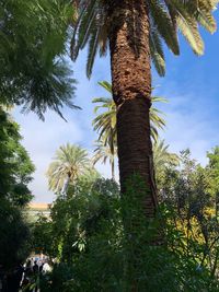 Low angle view of coconut palm tree against sky