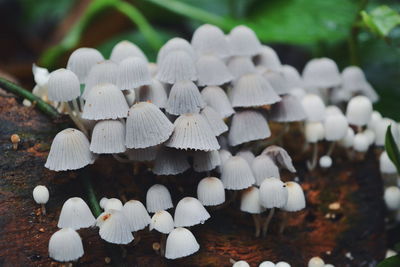 Close-up of mushroom on field