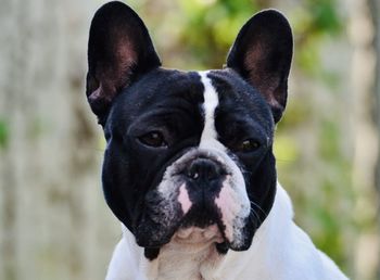 Close-up portrait of dog