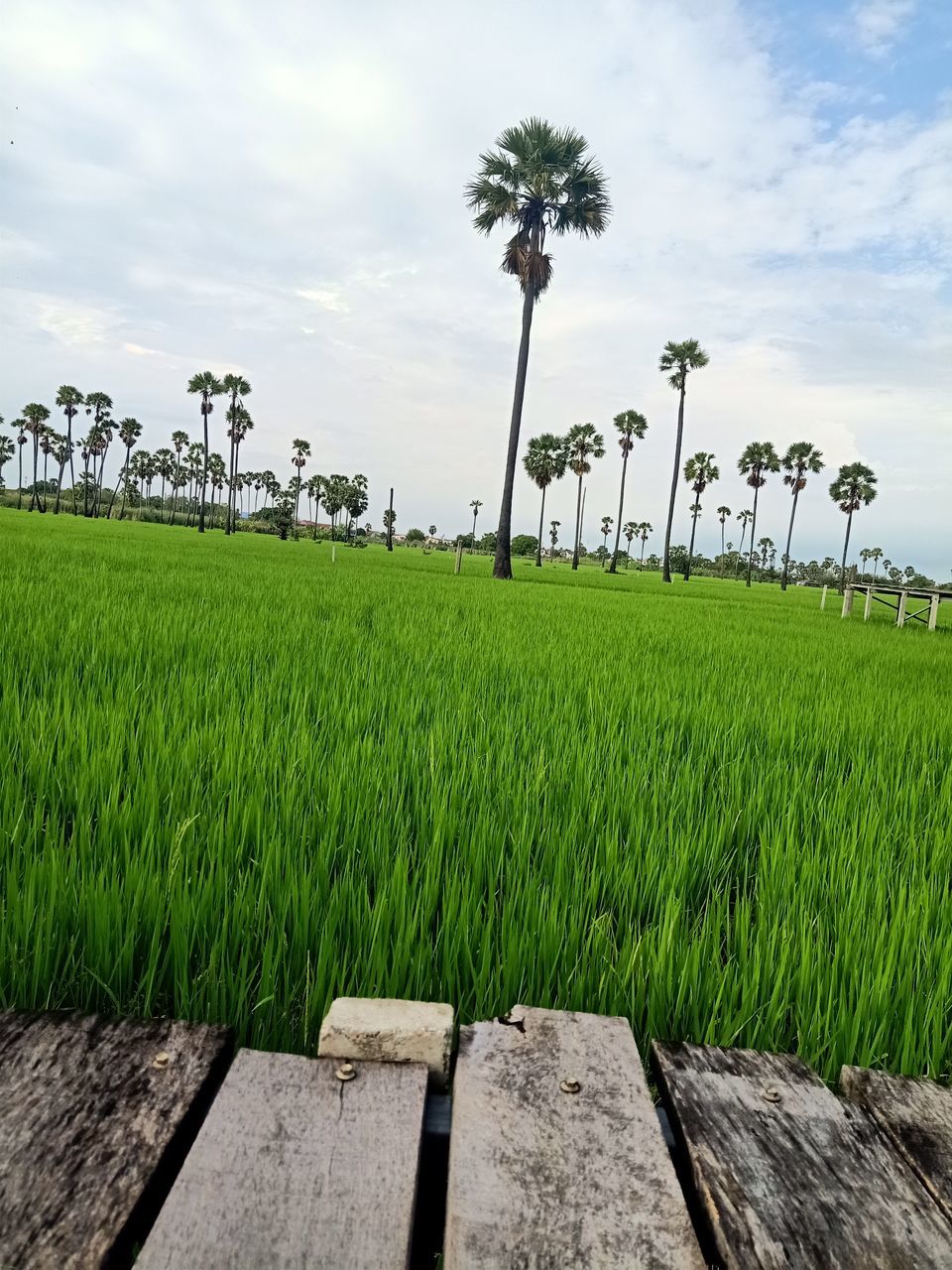 plant, grass, sky, agriculture, field, cloud, nature, landscape, paddy field, green, rural scene, land, environment, rural area, crop, tree, growth, beauty in nature, farm, tropical climate, palm tree, no people, scenics - nature, outdoors, flower, rice paddy, tranquility, food and drink, day, environmental conservation, cereal plant, food, rice, wood, tranquil scene, soil, horizon