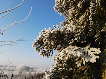 Low angle view of trees against clear sky