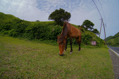 Horse in a field