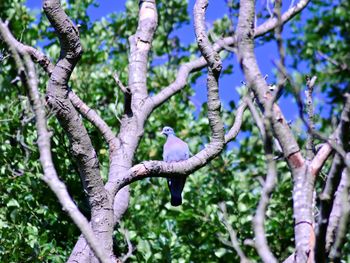 Low angle view of a bird on tree